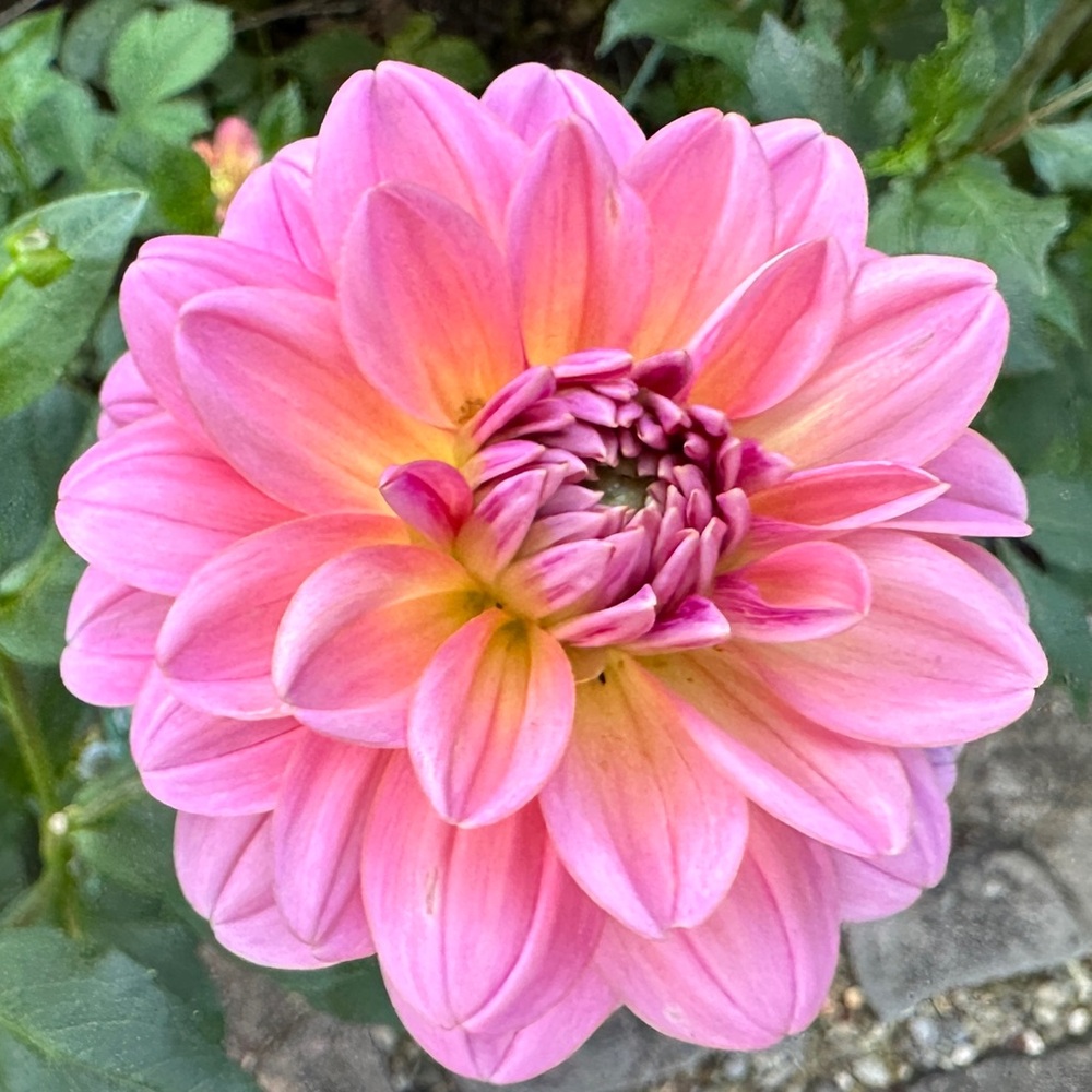 Southern Belle Dahlia Tuber, one tuber